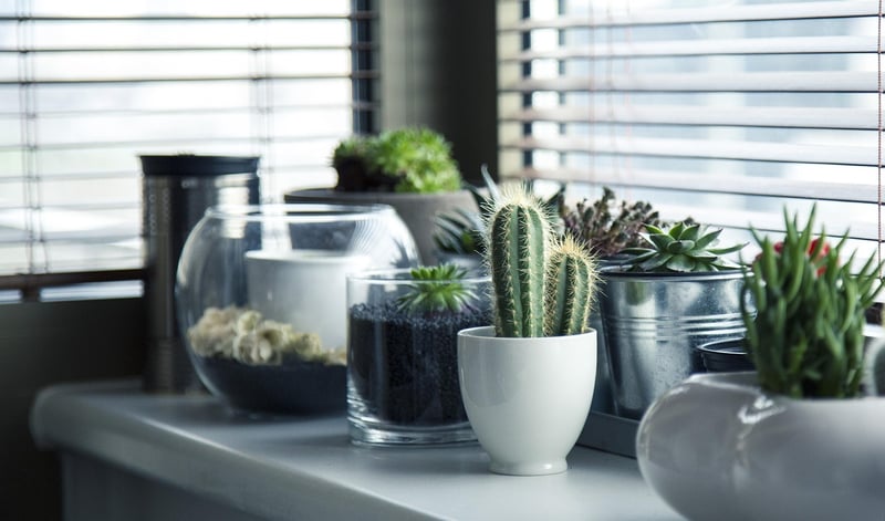 Indoor Plant Ideas